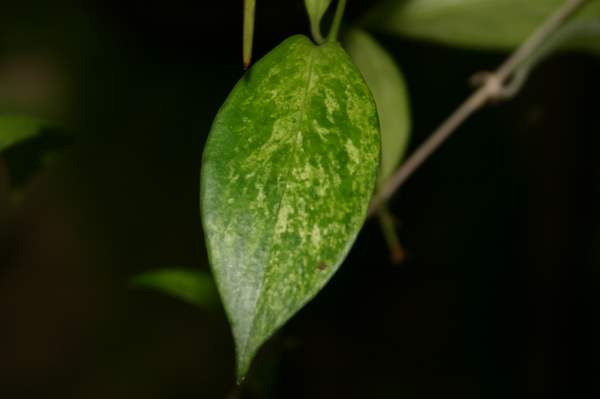 http://www.cloudjungle.com/CloudJungle/Gesneriaceae/Aeschynanthus/Aeschynanthus micranthus variegated.jpg